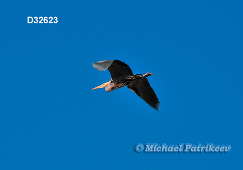 Great Blue Heron (Ardea herodias)